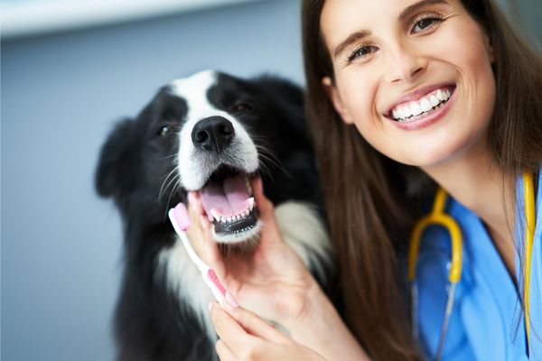 بهترین دانشگاههای دامپزشکی در چین